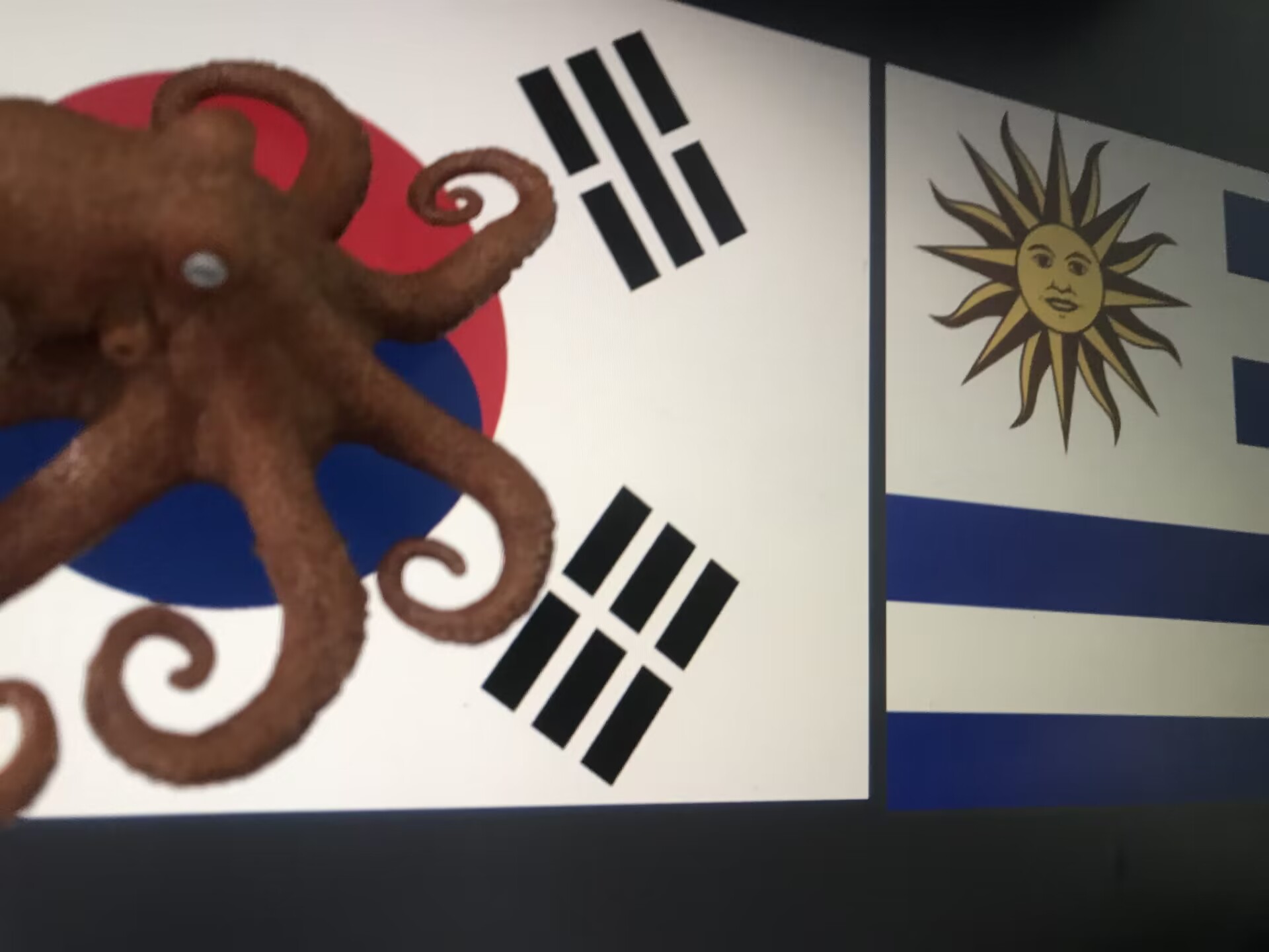 章鱼吧罗预测【韩国vs乌拉圭】：韩国如果没赢，我就入海👀