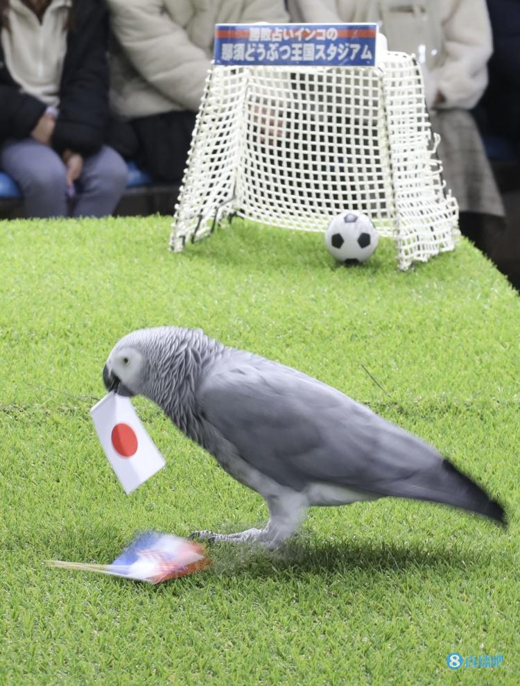 鹦鹉成乌鸦了?日本鹦鹉预测日本队世界杯4场比赛全错