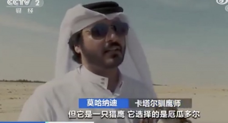 央视：卡塔尔驯鹰师用猎鹰预测世界杯，猎鹰选择厄瓜多尔赢卡塔尔